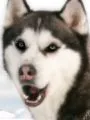 Д.Дж.